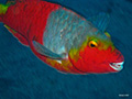 Fish: Emperor and Parrot