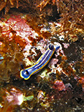 Unfish: Worm and Nudibranch