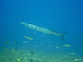 Fish: Grouper and Barracuda