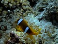Fish: Anthias, Damsel, Clowns & Anemons