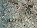 Fish: Gobies, Shrimps & Hawks