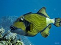 Fish: Wrasses, Groupers & Triggers
