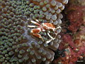 Sulawesi: Bangka Reef