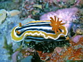 Sulawesi: Bangka Reef