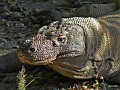 Land: Komodo