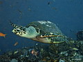 Sea: Turtles