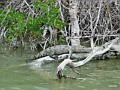 Yucatan Land: Ria Lagartos