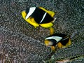 Manta Point's Fish: Clown,Anemon