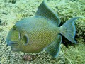 Manta Point's Fish: School,Trigger,Grouper