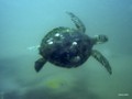 Jangamo Beach: Turtle,Dolfin,Misc