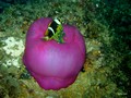 Manta Point's Fish: Clown,Anemon