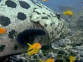 Manta Point's Fish: School,Trigger,Grouper
