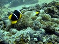 Manta Point's Fish: Clown,Anemon