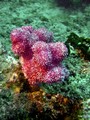 Manta Point's Unfish: Coral,Crinoid,Sponge