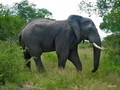  Kruger Park: Elephant