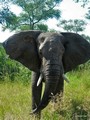  Kruger Park: Elephant