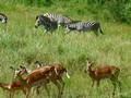  Kruger Park: Impala,Kudu