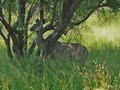  Kruger Park: Impala,Kudu
