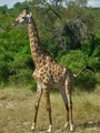  Kruger Park: Giraffe