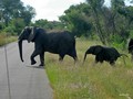  Kruger Park: Elephant