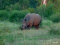  Kruger Park: Lion,Gnu,Rhino