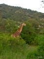  Kruger Park: Giraffe