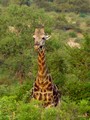  Kruger Park: Giraffe