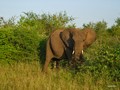 Kruger Park: Elephant