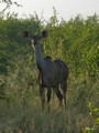  Kruger Park: Impala,Kudu