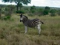  Kruger Park: Zebra,Buffle