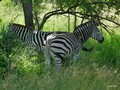  Kruger Park: Zebra,Buffle