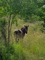  Kruger Park: Zebra,Buffle