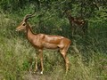  Kruger Park: Impala,Kudu
