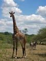  Kruger Park: Giraffe