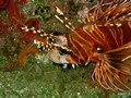 Daymaniat Islands - Fishes: Lionfish, Scorpio