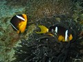 Daymaniat Islands - Fishes: Rabbit, Damsel, Clown & Anemons