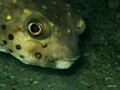 Daymaniat Islands - Fishes: Porcupine, Puffer, Boxfish, Cowfish