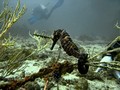 Daymaniat Islands - Unfishes: Sea horse