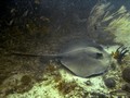 Daymaniat Islands - Unfishes: Turtle & Stinger ray