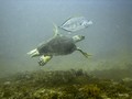 Daymaniat Islands - Unfishes: Turtle & Stinger ray