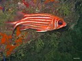 Daymaniat Islands - Fishes: Cornet, Glass, Cardinal fish