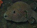 Daymaniat Islands - Fishes: Porcupine, Puffer, Boxfish, Cowfish