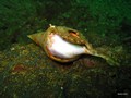 Daymaniat Islands - Unfishes: Shell, Nudibranch, Clam & Oyster