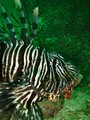 Daymaniat Islands - Fishes: Lionfish, Scorpio