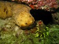 Daymaniat Islands - Unfishes: Sea cucumber, Seastar, Urchin, Bonellia