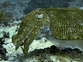 Daymaniat Islands - Unfishes: Squid & Cuttle fish