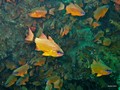 Daymaniat Islands - Fishes: Cornet, Glass, Cardinal fish