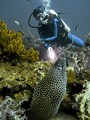 Daymaniat Islands - Fishes: Murena