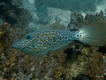 Daymaniat Islands - Fishes: Lime, Wrasse, Grouper, Trigger fish