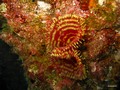 Daymaniat Islands - Unfishes: Spirograph, Hydroid, Coral, Ascidia